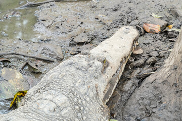 A large saltwater crocodile is resting on the ground near its pond, with its mouth slightly open.