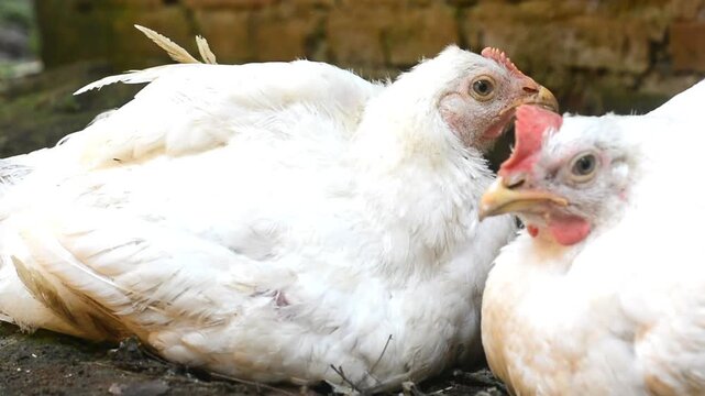 Hen in a farmyard (Gallus gallus domesticus)