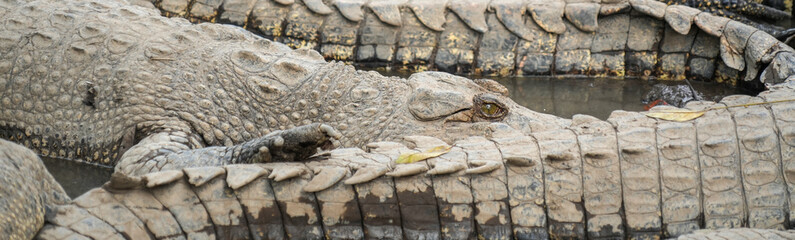 A close-up shot of the body and tail of a large saltwater crocodile, showcasing its scaly, textured skin