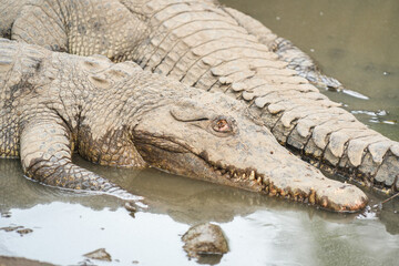A crocodile resting in shallow, murky green water, with its head and scaly body visible. The reptile's powerful jaws and textured skin are prominent.