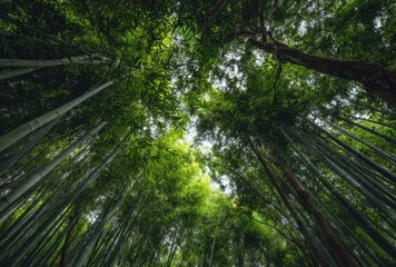 Fototapeta premium Tall lush green trees reaching towards the bright sky in a dense forest canopy