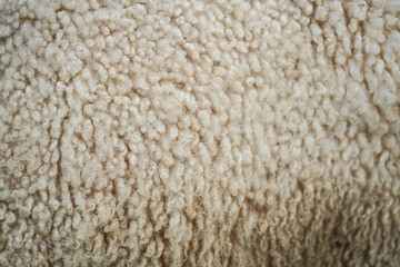 A close-up, detailed texture of natural sheep wool, showcasing its soft, curly fibers in warm white and cream tones. Ideal for backgrounds or textile projects.