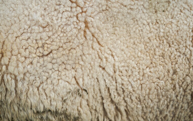 A close-up, detailed texture of natural sheep wool, showcasing its soft, curly fibers in warm white and cream tones. Ideal for backgrounds or textile projects.