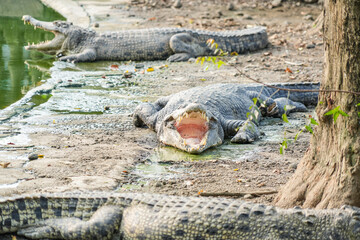 A close-up shot of a crocodile resting on a riverbank with its mouth open, showcasing its powerful...