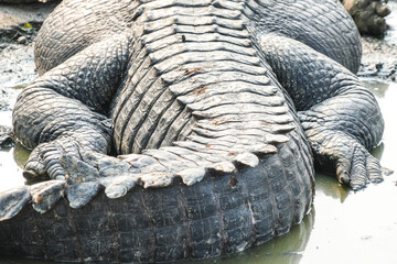 A close-up shot of the body and tail of a large saltwater crocodile, showcasing its scaly, textured skin