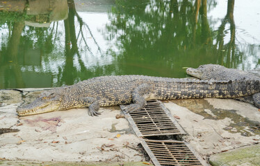 A large, scaly crocodile rests on the muddy bank of a murky pond, its powerful body and tail partially submerged in water.
