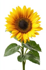 Obraz premium Single sunflower against white (4)