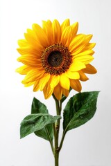 Obraz premium Bright yellow sunflower against white background