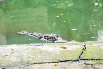 A hidden crocodile, with only its head and part of its back visible, lurks in a vibrant green pond covered in algae or duckweed. The water's surface creates a dense, natural camouflage.