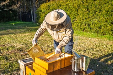 A beekeeper in protective gear inspects a honeycomb frame from a wooden hive, promoting sustainable agriculture and the vital role of bees in our ecosystem, ideal for educational use.