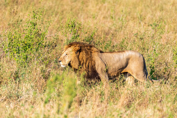 Close encounter with a male lion -Panthera Leo- that is walking across the plains of the Serengeti, Tanzania.