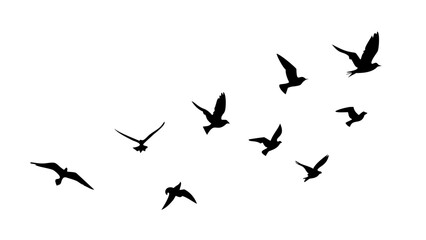 Flock of Birds in Flight Silhouette flying wings