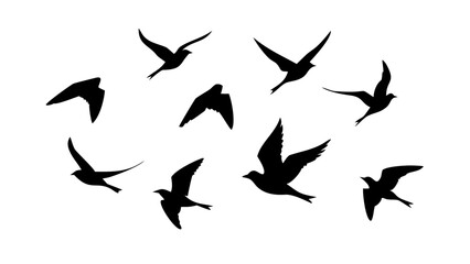 Flock of Crows in Flight birds flying