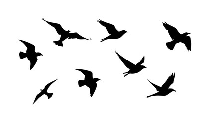 Flock of Crows in Flight birds flying