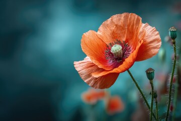 Close-up of vibrant orange poppy