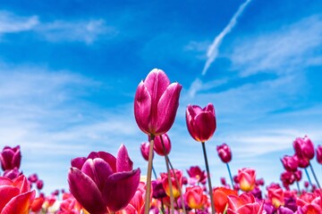 Explore the breathtaking beauty of a vast tulip field in full bloom, showcasing a stunning array of...