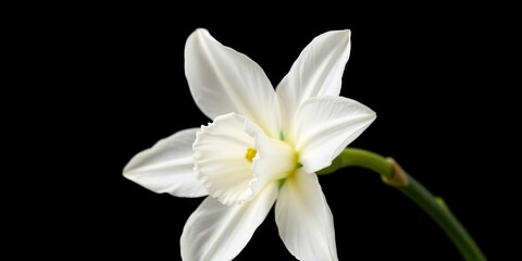 Fototapeta premium A single pristine white narcissus, elegantly isolated against a stark black backdrop, showcasing its delicate petals and vibrant spring bloom, macro, daffodil