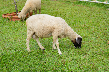 Obraz premium Two fluffy sheep graze peacefully on a bright green lawn, enclosed by a simple white fence on a farm.