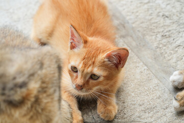A sweet ginger kitten with soft fur and curious eyes. It's peeking from behind another cat, showcasing a shy yet playful nature.