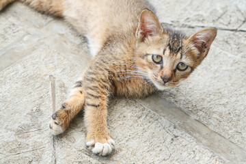 A small, adorable brown tabby kitten with captivating green eyes is lying on a concrete floor.