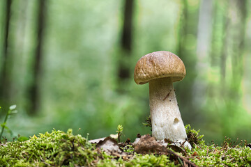 A majestic King bolete stands proudly in its natural woodland habitat.