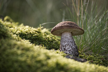 A detailed image of a birch bolete mushroom, growing in a forest setting.