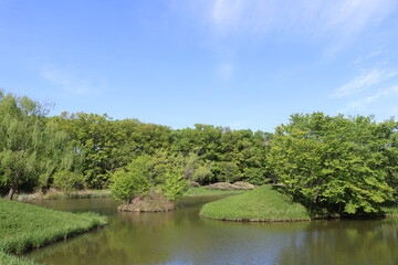 池のある公園　癒しの新緑
