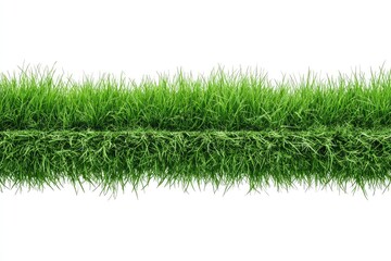 Lush green grass border