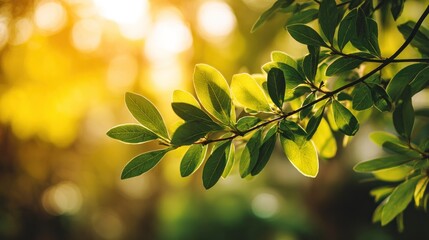 Obraz premium Green leaves sunlight closeup nature