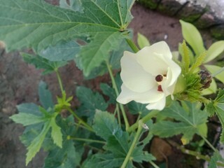bee on a flower