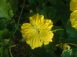 yellow flowers in the garden