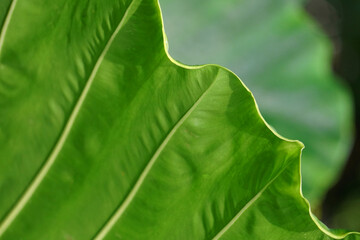 Green leaves on a green background. beautiful attractive nature view of green leaf on blurred greenery background in garden with copy space using as background.
