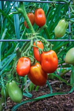 tomatoes ripening on the vine