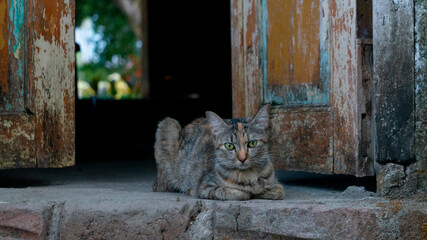 Calico Cat with Green Eyes Resting by Weathered Wooden Doors