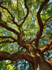 Naklejka premium Massive tree canopy, lush green leaves