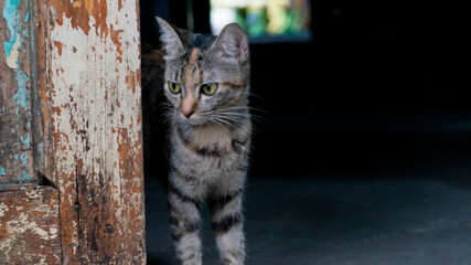 Curious Tabby Cat Peeking from Rustic Wooden Doorway