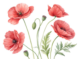Obraz premium Beautiful pink poppies bloom against a dark black background