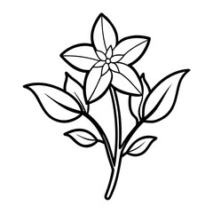 line art  winter jasmine vector on white