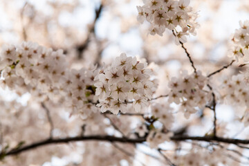 low angle view of the cherry blossoms at Olympic Park in Seoul, South Korea