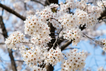 Fototapeta premium low angle view of the cherry blossoms at Olympic Park in Seoul, South Korea