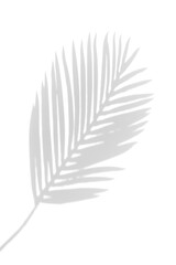 Fototapeta premium shadow overlay effects of realistic palm leaves shadow on wall background,Summer sunlight and shadow overlay effect,tropical dappled shadow