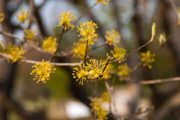 cornelian cherry blossoms
