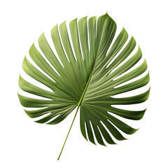palm leaves on a transparent background