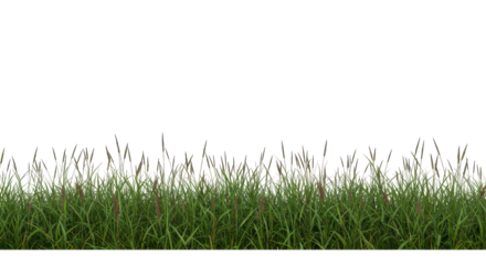 Lush green grass border with detailed seed heads, fresh natural vegetation frame design element for eco, spring, summer, and organic gardening isolated on white background