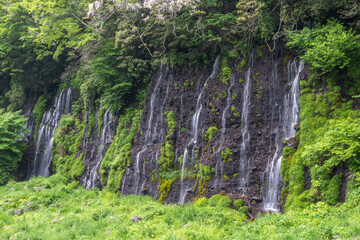 Shiraito Falls at Fujinomiya, Shizuoka, Japan, Multiple small waterfalls flowing down mossy cliff in lush green forest