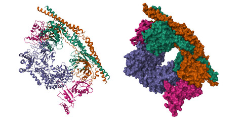 Cryo-EM structure of the human BRISC-SHMT2 complex. 3D cartoon and molecular surface models, entity id color scheme, pdb 6r8f