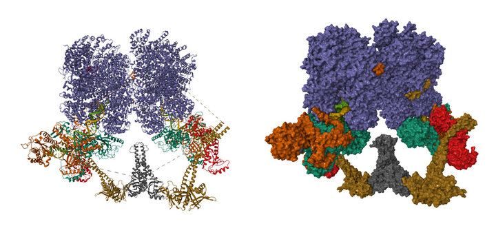 Cryo-EM structure of the conserved error-prone non-homologous end joining (NHEJ) long-range synaptic complex. 3D cartoon and molecular surface models, entity id color scheme, pdb 7lt3