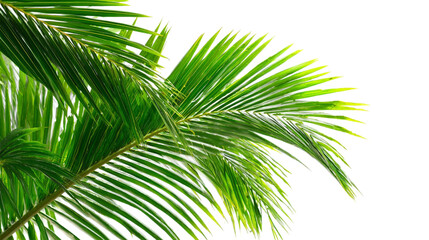 Green Coconut Palm Leaves Isolated on Transparent Background