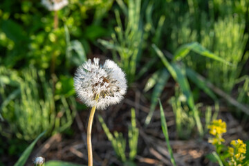 Dandelion seed head in natural green garden outdoor setting