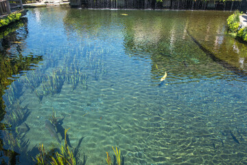 Clear water pond with fish and aquatic plants in outdoor garden setting
